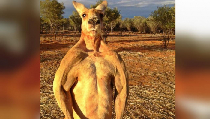 Roger, the ripped kangaroo and 
