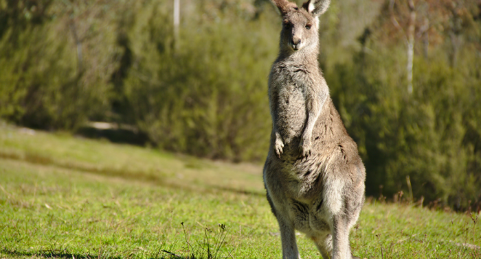 Murió Roger, el canguro más sexy de Australia