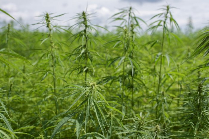 US Congress legalizes industrial hemp cultivation