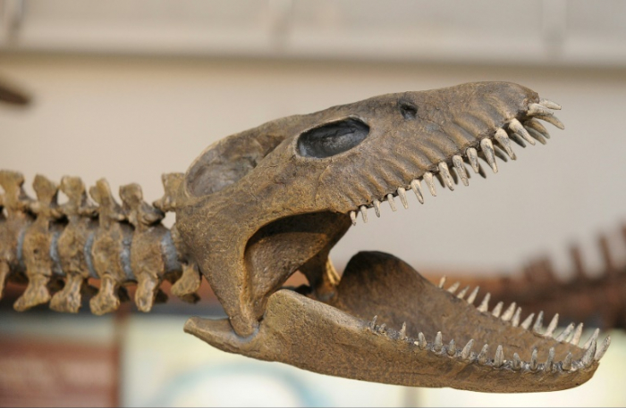 Argentina puts 65-million-year-old dinosaur replica on display -  PHOTO 