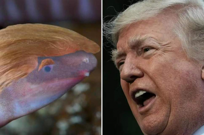 A blind worm-like creature has been named after Donald Trump