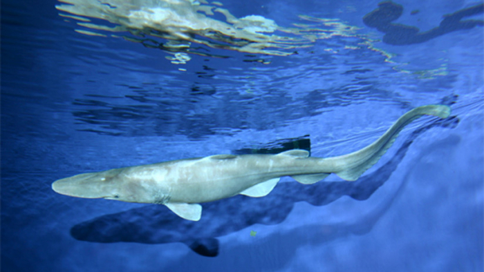 El cambio climático hace que los tiburones sean más de derechas