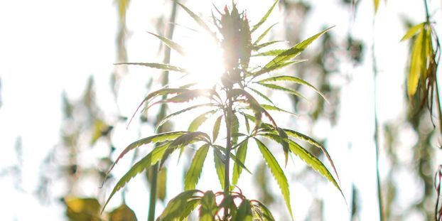 Cannabis thérapeutique : le Luxembourg sélectionne un producteur canadien