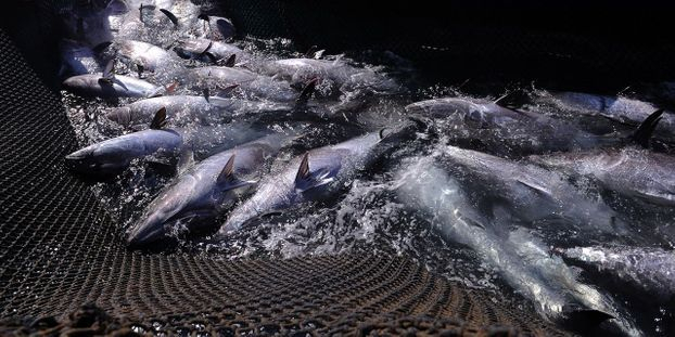 Pêche au thon : les nations du Pacifique contre les velléités américaines de relever les quotas