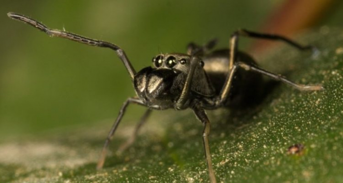 Des araignées sauteuses peuvent nourrir leurs progénitures par allaitement