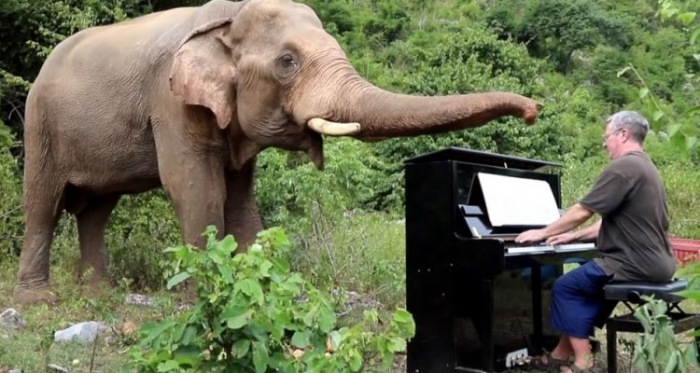 Un pianiste britannique passe ses journées à jouer des musiques classiques à des éléphants