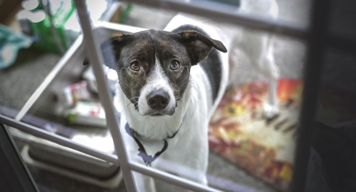 Un perro esperó a sus dueños durante un mes frente a la casa hecha cenizas en California