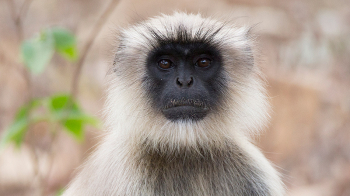 Vietnam: arrêtés pour avoir tué et mangé un singe