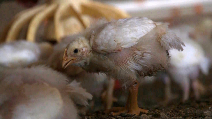 Domino’s and KFC among fast food giants ‘forcing misery on chickens’
