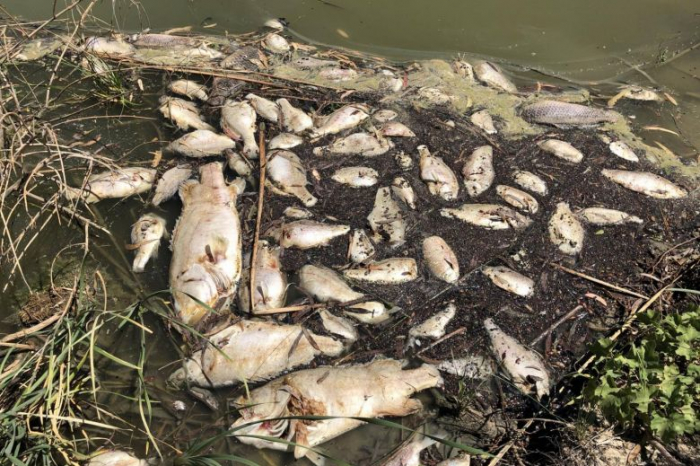 Up to a million dead fish cause environmental stink in Australia