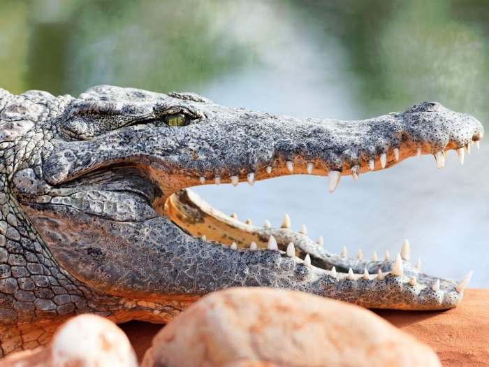 Scientist eaten alive by crocodile at Indonesian laboratory