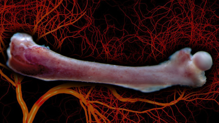 De nouveaux vaisseaux sanguins découverts dans les os