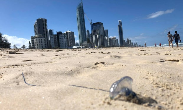 Jellyfish sting more than 5,000 holidaymakers on Queensland