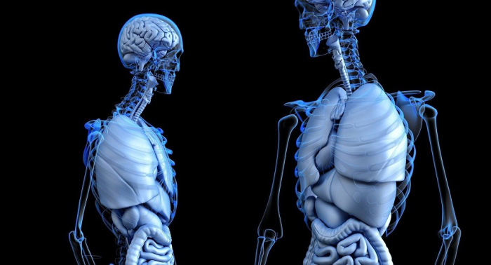 Los científicos descubren una nueva estructura anatómica en el cuerpo humano