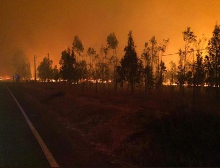  Evacúan 35 viviendas en Chile ante incendio forestal 