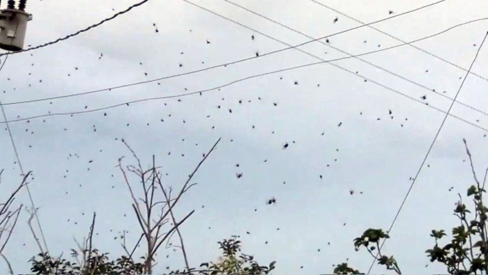 Une « pluie d’araignées » a été filmée au Brésil -   VIDEO  