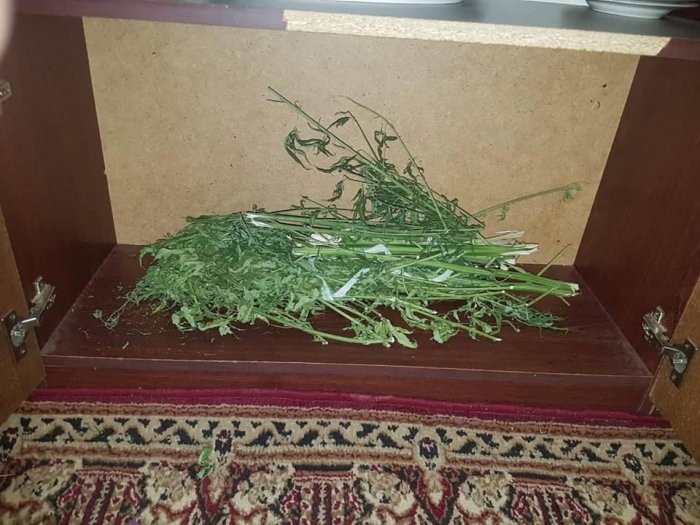 Keçmiş məhkumun evindən 2,6 kq narkotik götürülüb  
