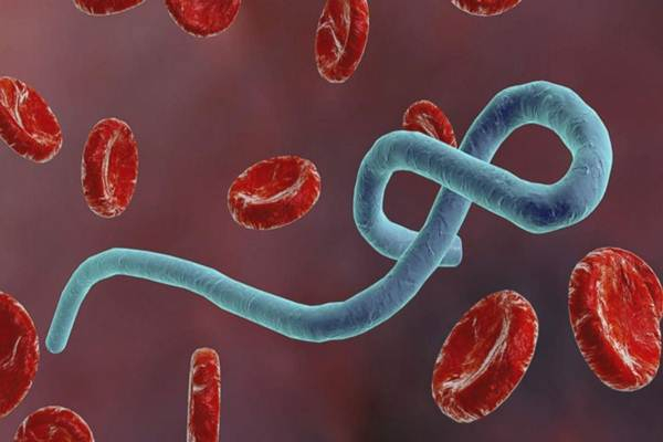 Un virus ressemblant à Ebola découvert en Chine 