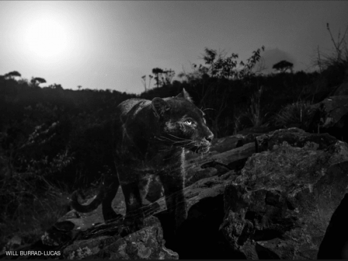 لأول مرة منذ قرن.. مصوّر "يصطاد" النمر الأفريقي الأسود