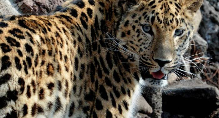 Un léopard provoque la panique dans un village en Inde