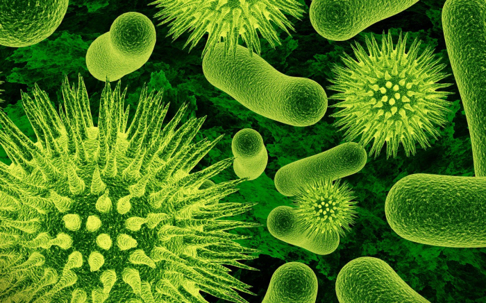   İnsan orqanizmində 2000 naməlum bakteriya tapılıb   