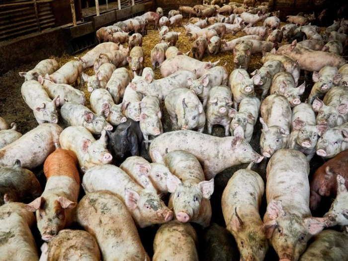 Woman eaten alive by pigs after suffering seizure on Russian farm