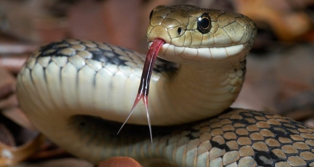 Indonesian police apologize for using snake to force confession