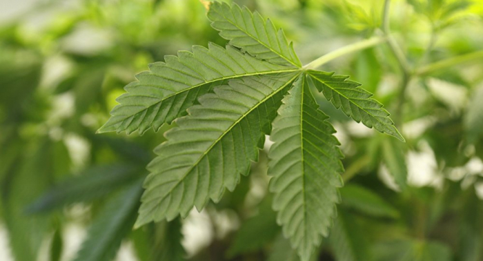 Panamá acoge cumbre mundial sobre marihuana medicinal