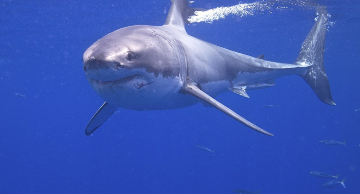   Er lebt noch: Dieser Hai soll dem Megalodon den Rest gegeben haben  