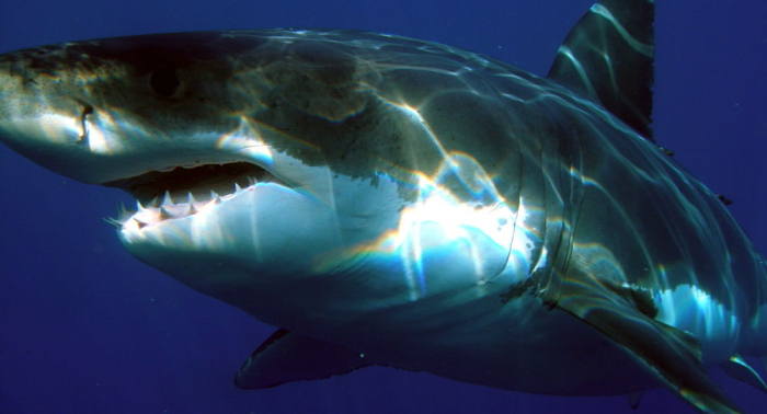 Taucher macht riskante „Porträt-Fotos“ von Weißem Hai