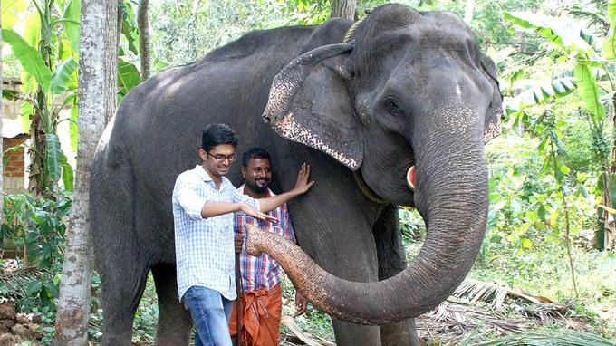 Inde: une éléphante d