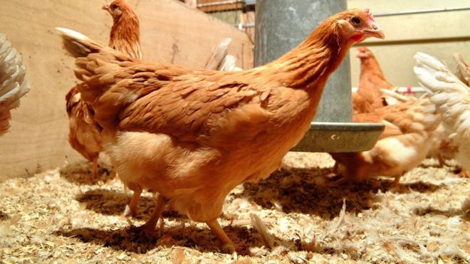السرطان: دجاج معدل وراثيا يضع بيضا "يعالج" المرض القاتل