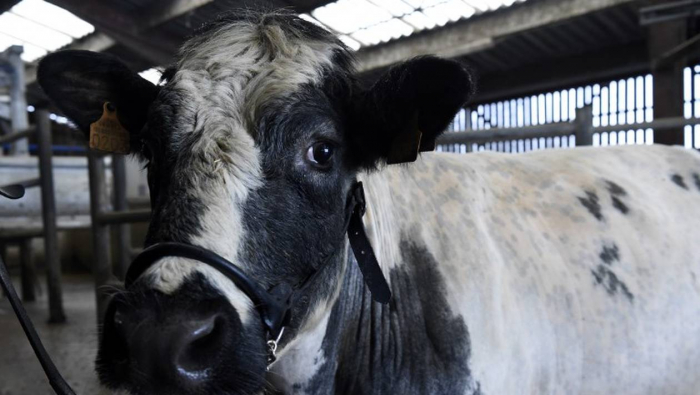 Un cas atypique de "maladie de la vache folle" en Pologne