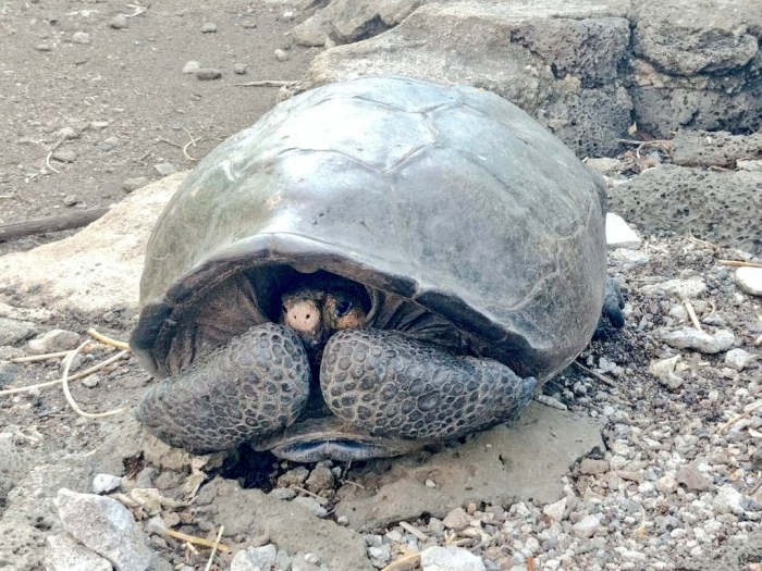 Une tortue géante que l’on pensait éteinte a été redécouverte aux Galápagos
