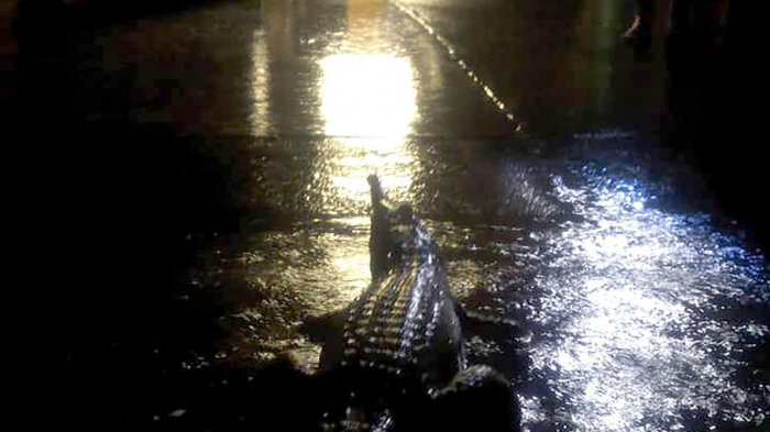 Australie: des crocodiles repérés dans des rues submergées