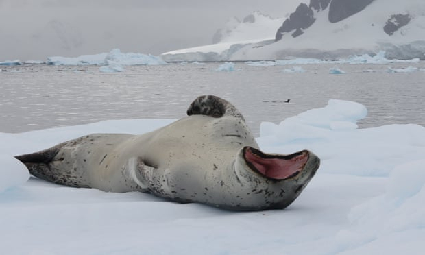 Working USB stick found in leopard seal