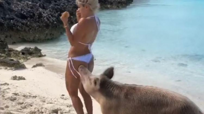Bahamas-Schwein beißt Model in den Po