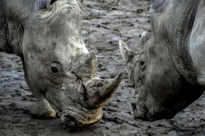 Hong Kong: saisie record de cornes de rhinocéros
