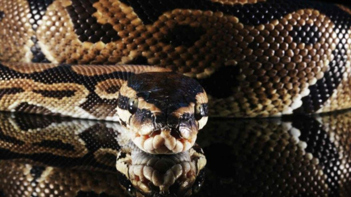 Corazón de la serpiente pitón, clave para enfermedades cardíacas