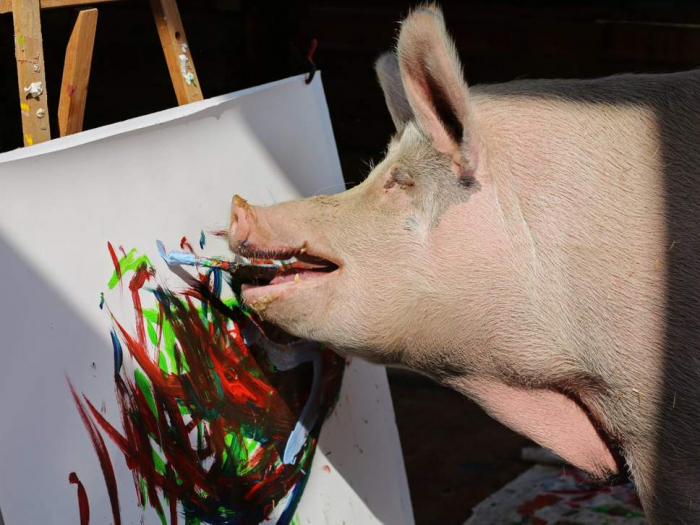   Pigcasso the painting pig