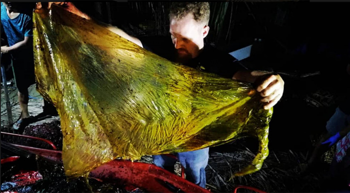 Muere un ballenato por ‘shock’ después de tragar 40 kilos de plástico