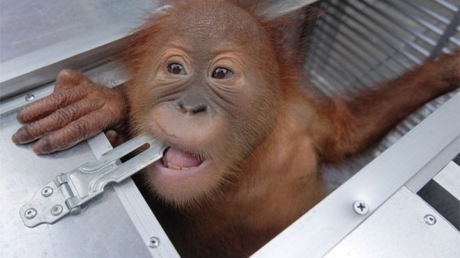 Smuggled orangutan seized at Bali airport