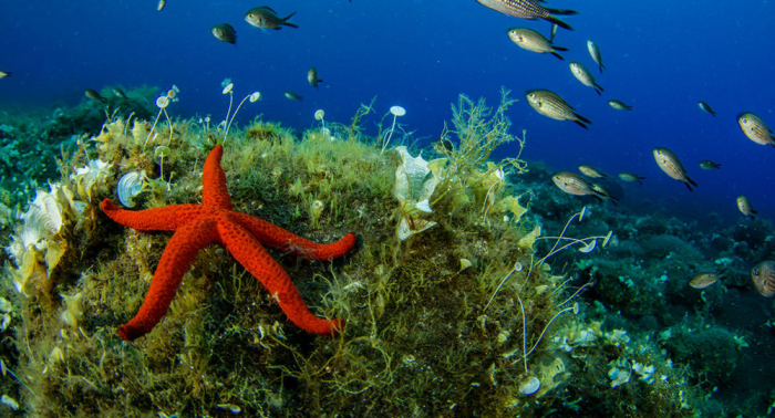 علماء ينتجون مواد بلاستيكية من أعشاب البحر