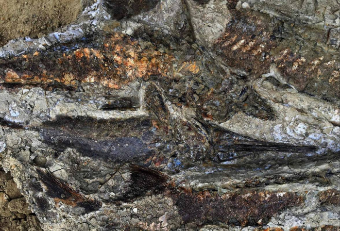 Extinction des dinosaures: découverte de fossiles du jour où l