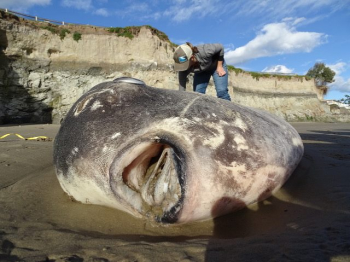 Un des plus lourds poissons du monde retrouvé en Californie