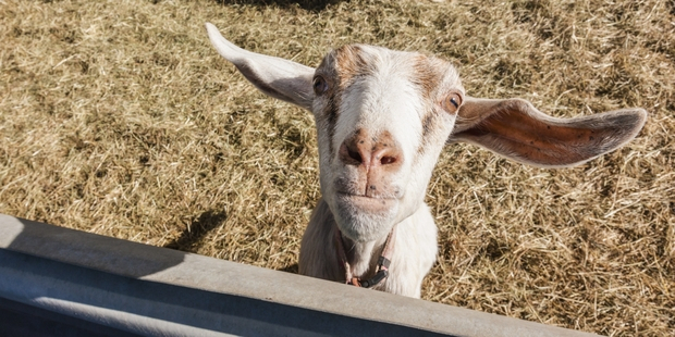 Une ville américaine élit une chèvre comme maire