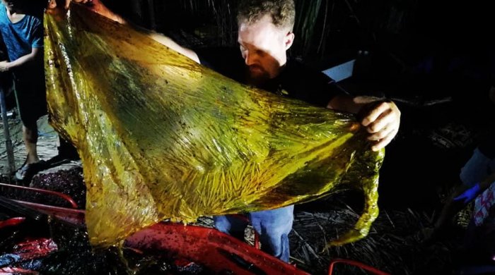 Une baleine meurt aux Philippines avec 40 kg de plastique dans l
