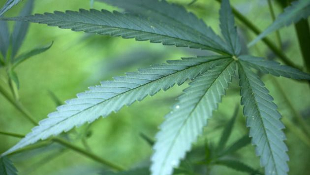 Cannabis fortement dosés: une nouvelle étude pointe l