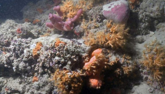 Une immense barrière de corail vient d’être décou­verte au large de l’Ita­lie