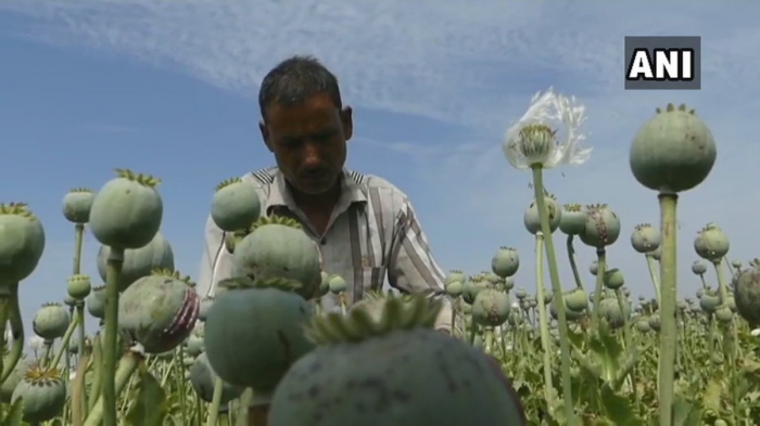 Des perroquets en manque d’opium causent le chaos dans des cultures de pavots en Inde